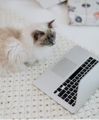 Laptop workspace with a cat